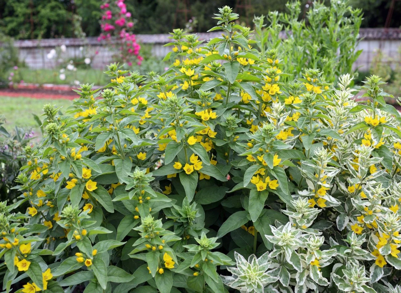 Tojeść kropkowana idealnie sprawdzi się na rabacie albo jako roślina okrywowa