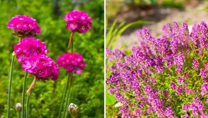 Zastanawiasz się, czego potrzebują rośliny odporne na suszę? Odpowiedź zapewne cię zaskoczy. Fot. Freila/Satilda/CanvaPro