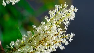 Orszelina olcholistna (Clethra alnifolia) – uprawa, odmiany, zastosowanie