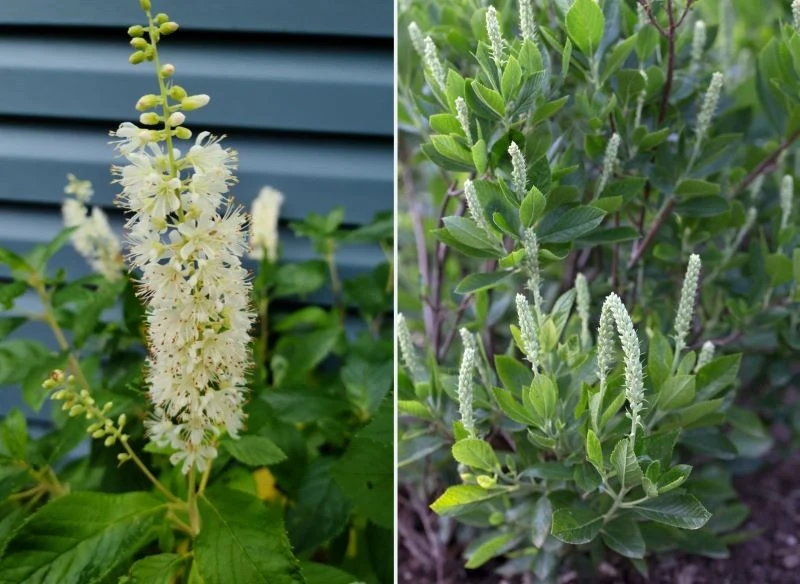 Uprawa orszeliny olcholistnej nie należy do kłopotliwych