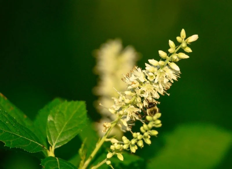 Kwiaty orszeliny olcholistnej są atrakcyjne dla zapylaczy
