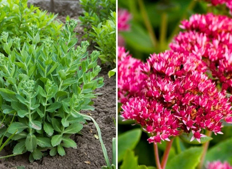 Wiele gatunków rosnących na stanowiskach suchych i w palącym słońcu to rośliny barwnie kwitnące