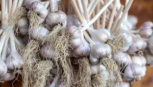 Poznaj sposób na duże i zdrowe główki czosnku. Wszystko, czego potrzebujesz, zwykle ląduje w koszu na śmieci.