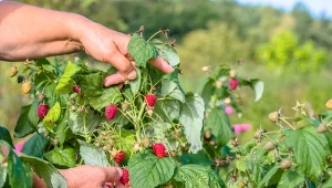 Letnie cięcie wybranych odmian malin to zabieg, o którym warto pamiętać.