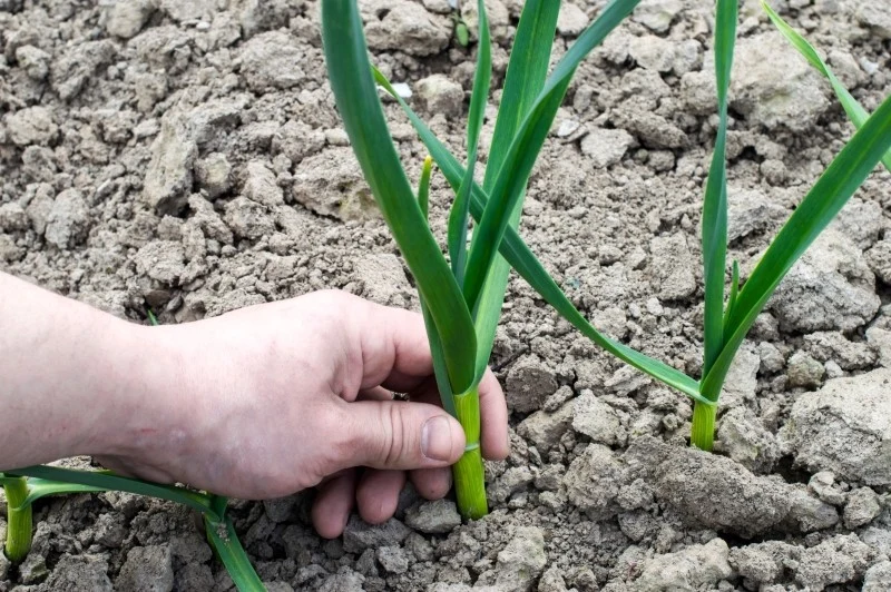 Aby główki czosnku były duże, koniecznie zadbaj o właściwe nawożenie