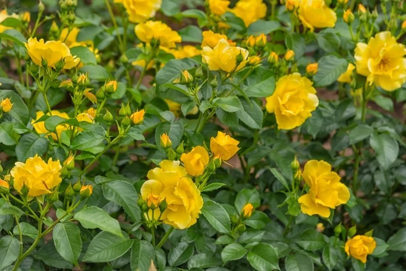 Szukasz róży, która poradzi sobie nawet w suchej ziemi