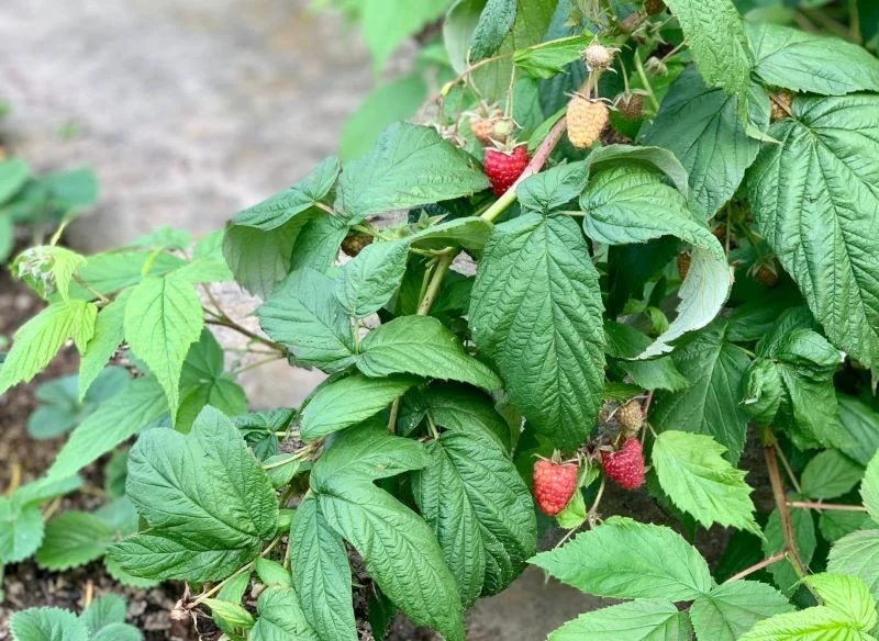 Wygięte i opadające pędy też mogą owocować, ale nie tak obficie, jak pozostałe