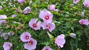 Sprawdź, jak dbać o hibiskusy ogrodowe, by obficie kwitły.