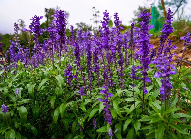 Perowskia łobodolistna potrzebuje niewielu zabiegów, by porosła gęstymi kępami wyznaczoną jej rabatę