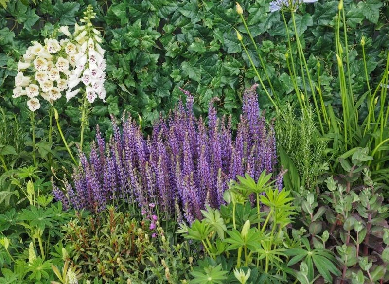 Komponowanie rabaty, w której perowskie dodają piękne kolory, warto dobrze przemyśleć