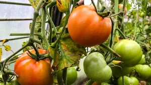 Co zrobić, gdy żółkną liście pomidorów? Przygotuj prostą mieszankę z wody i łatwo dostępnego składnika.