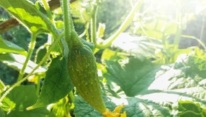 Dlaczego ogórki rosną bulwiaste? Jak temu zaradzić?