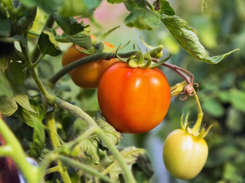 Liście pomidorów mogą żółknąć z różnych powodów, ale można temu zapobiec