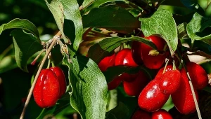 Dereń Juliusz to oryginalny, długowieczny krzew o jadalnych owocach. Łatwy i niewymagający w uprawie. Fot. butus