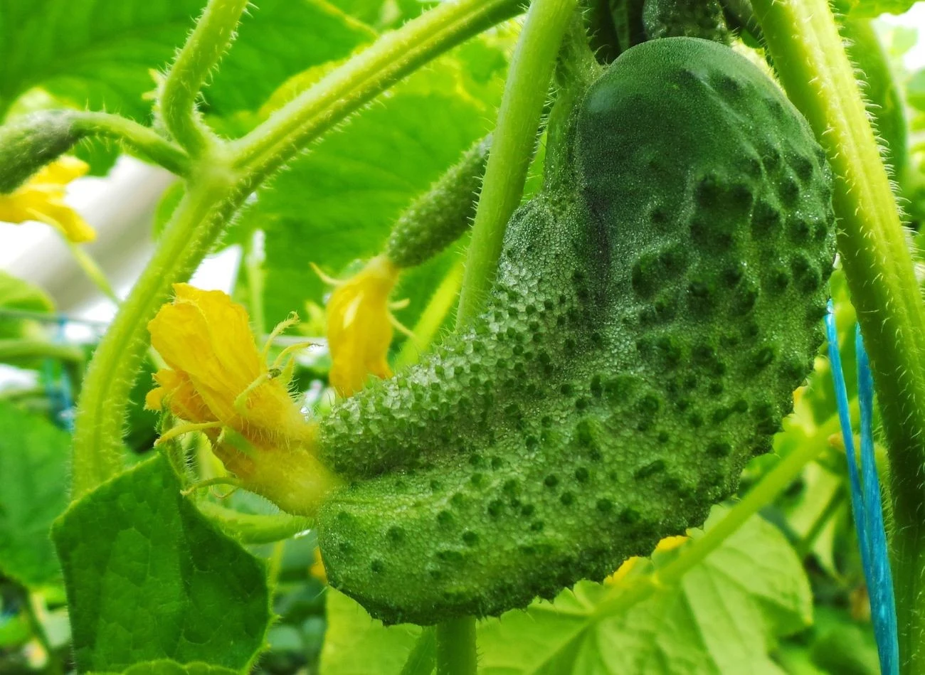 Ogórek wyrośnie pękaty również wtedy, gdy nie jest odpowiednio zapylony