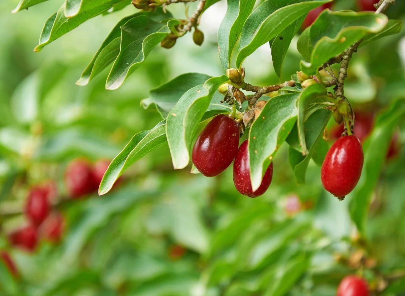 Dereń Juliu bardzo powinien by c sadzony w centralnej części ogrodu