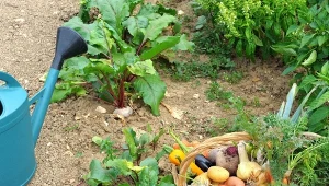 Mączka bazaltowa ma wszechstronne zastosowanie w ogrodzie. M.in. poprawia smak warzyw.