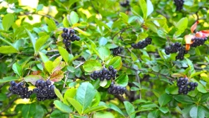Owoce aronii mają prozdrowotne właściwości.