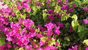 Pnącza o ozdobnych liściach tworzą zieloną ścianę, doskonale maskując np. stare ogrodzenie, ale pnące się i kwitnące okazy to prawdziwa perła każdej kompozycji ogrodowej.