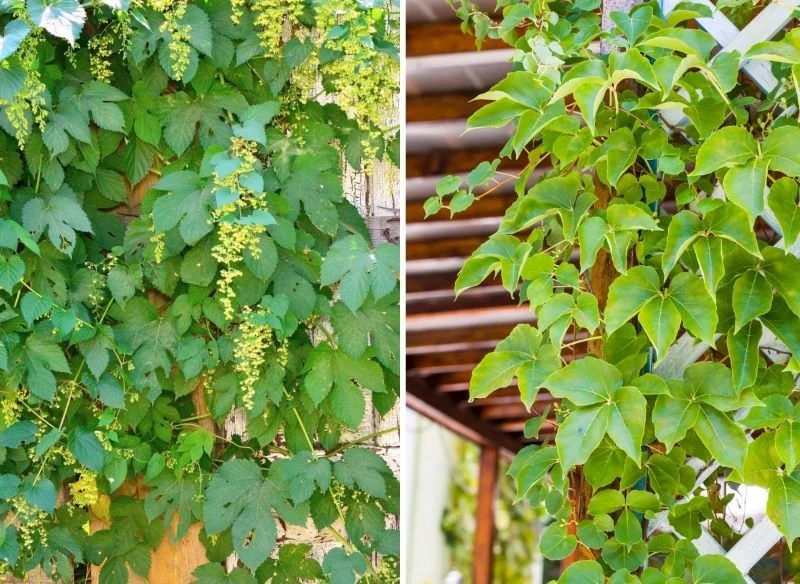 Zielone pnącza potrafią wprowadzić spokój do ogrodu, osłaniając nas przed niechcianymi spojrzeniami, a przy tym subtelnie wypełniając pustą dotąd p...