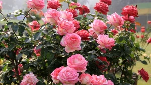 Wiedza o tym, jak dbać o róże latem, jest szczególnie ważna w kontekście przyszłego wzrostu i kwitnienia krzewów. Dowiedz się, co koniecznie trzeba zrobić przy różach w lipcu, to najlepszy moment.