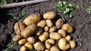 Sprawdź, jak przechowywać ziemniaki przez wiele miesięcy.