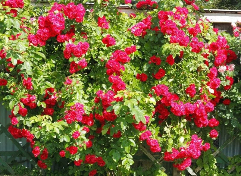 Pnące róże należą do najsilniej kwitnących rodzin tego rodzaju, liczba kwiatów zachwyca, dlatego warto sadzić je tam, gdzie będzie można stale je p...