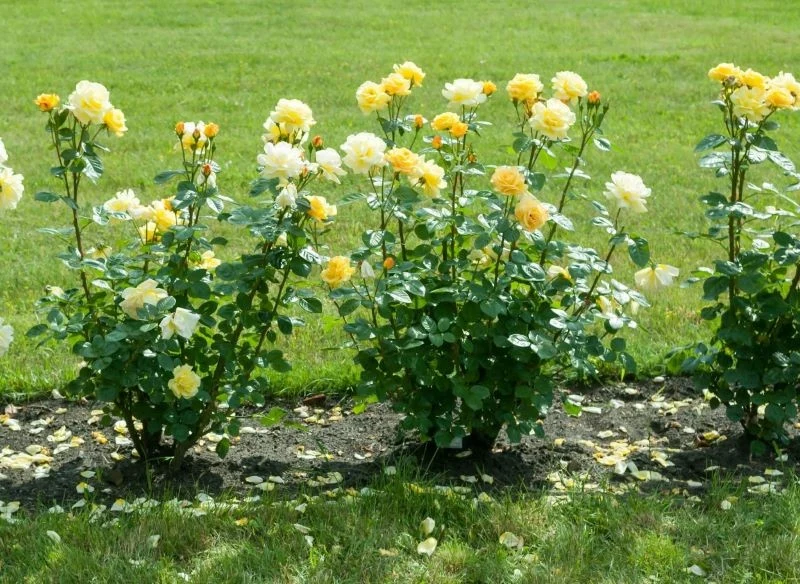 Utrzymanie pełniejszej formy krzewu różanego wymaga wykonywania określonych zabiegów pielęgnacyjnych
