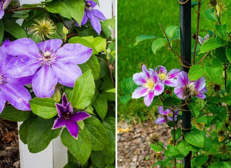 Drobne kwiaty powojników pięknie dekorują przestrzeń, a poprowadzono mocno w górę zielone pędy zasłaniają wybraną strefę ogrodu