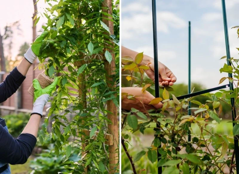 Podwiązywanie pędów roślin pnących lub ich mocowanie na owalnych konstrukcjach podporowych pozwala nadać roślinom oczekiwany kształt oraz bardziej ...