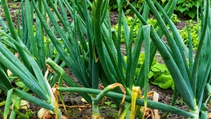 Kiedy wyciągać cebulę, żeby nie gniła? Prawidłowe podcinanie i suszenie cebuli