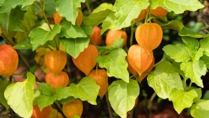 Zastanawiasz się, czy miechunka jest jadalna? W pełni dojrzała teoretycznie tak, ale lepiej wykorzystywać ją jako ozdobę. Dlaczego? Dowiesz się, czytając nasz artykuł.