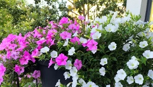 Dlaczego surfinie marnieją i jak je uratować?/Deccoria.pl