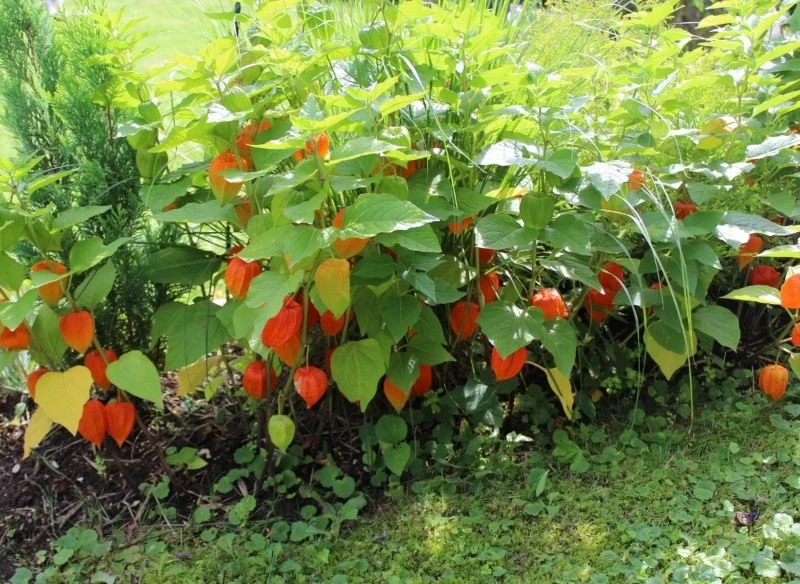W uprawie ogrodowej warto zostawić miechunce nieco więcej miejsca lub, jeśli nie chcesz, by się rozrastała, posadzić ją w pojemniku do gruntu