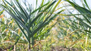 Dlaczego przed wykopaniem czosnku należy przestać podlewać czosnek?