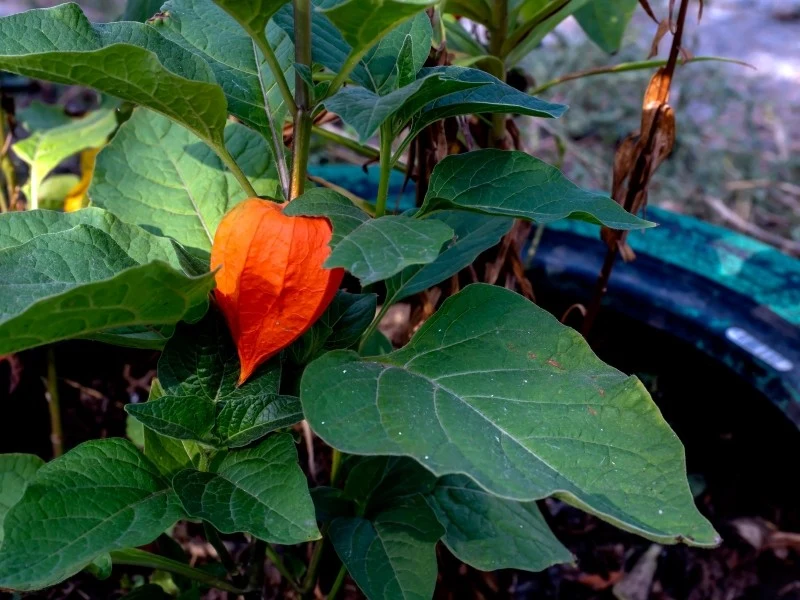 Dojrzewający owoc miechunki ukryty w kieliszku pomarańczowych liści to piękna dekoracja