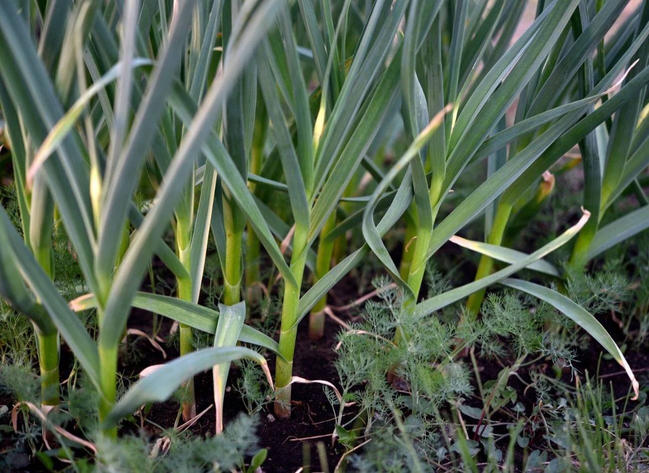 Czosnek do dobrego wzrostu potrzebuje 2,5 cm tygodniowo wody