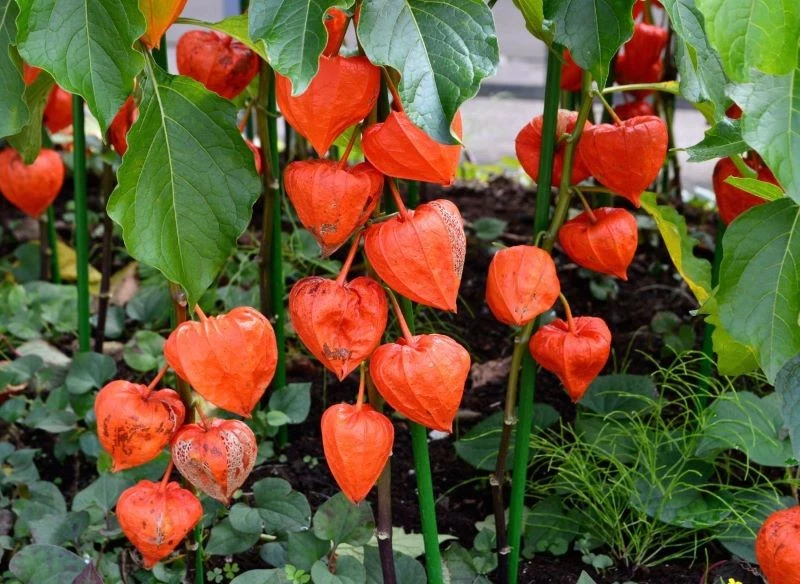 Przed zimą liście wokół owocu zaczynają się kruszyć, a koronkowa osłona zaczyna prześwitywać, ukazując niewielką jagodę