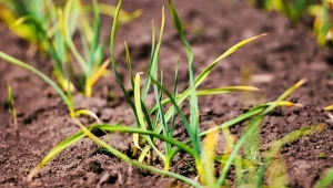 Rdza pora atakuje również czosnek, cebulę i szczypiorek. Trudno zwalczyć tę grzybową chorobę. Fot. zelenenka