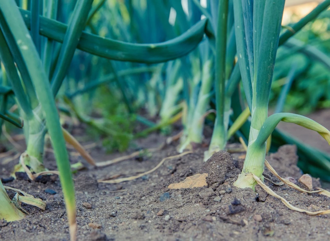 Rdza pora atakuje również cebulę