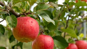 Wiele czynników wpływa na wielkość jabłek. Niektóre nie są zależne od sposobu uprawy, inne możesz kształtować tak, by owoce były jak najokazalsze.