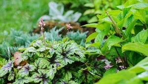 Żuraweczka (Heucherella) – uprawa, pielęgnacja, ciekawe odmiany