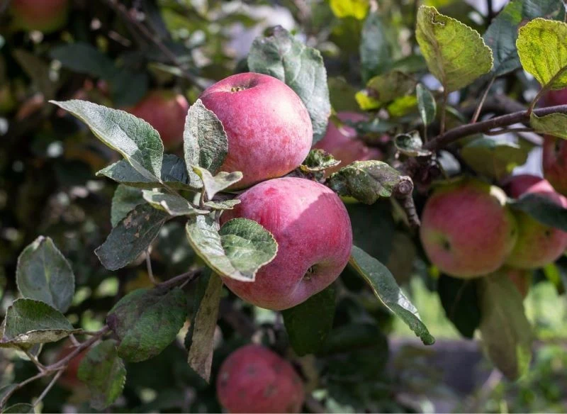 Wielkość jabłek zależy między innymi od charakterystyki wybranej odmiany
