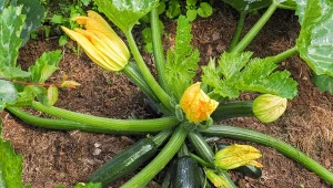 Licząc na dobre plony, przeżywasz wielki zawód, gdy cukinia zrzuca owoce - dlaczego tak się dzieje? Oto najczęstsze przyczyny.