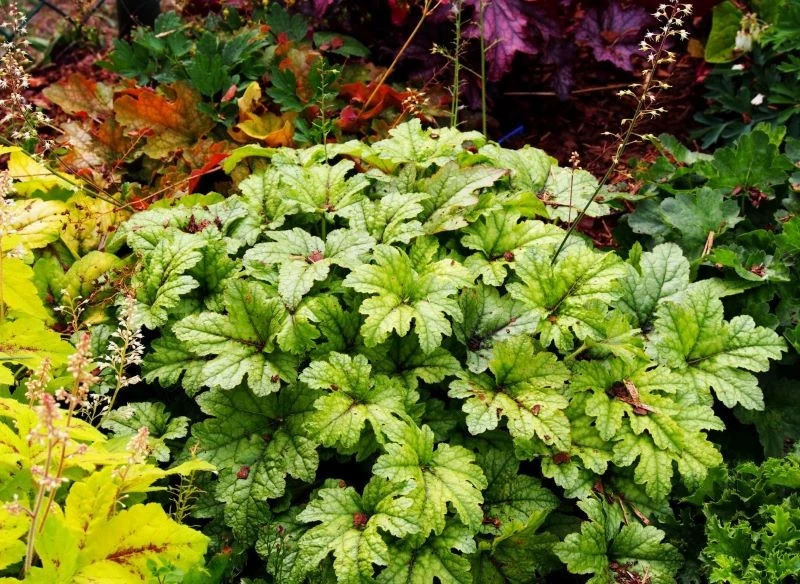 Żuraweczki są efektem skrzyżowania żurawek z tiarellą