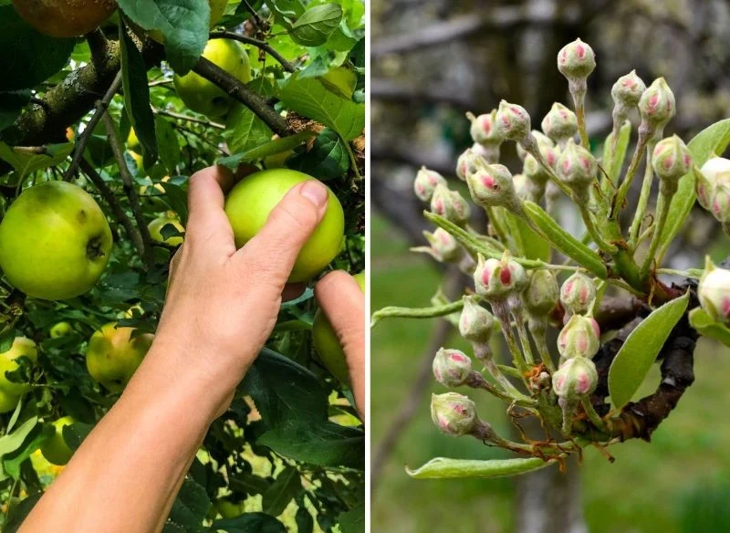 W uprawie jabłoni ważne jest wykonanie przerzedzania zawiązków, późniejsza przerywka oraz regularny, rozłożony w czasie zbiór dojrzałych owoców