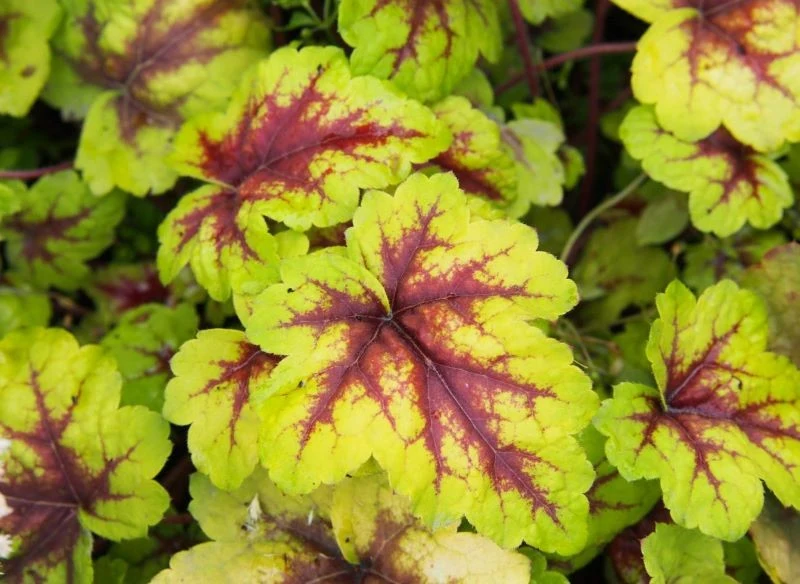 Żuraweczka 'Stoplight'