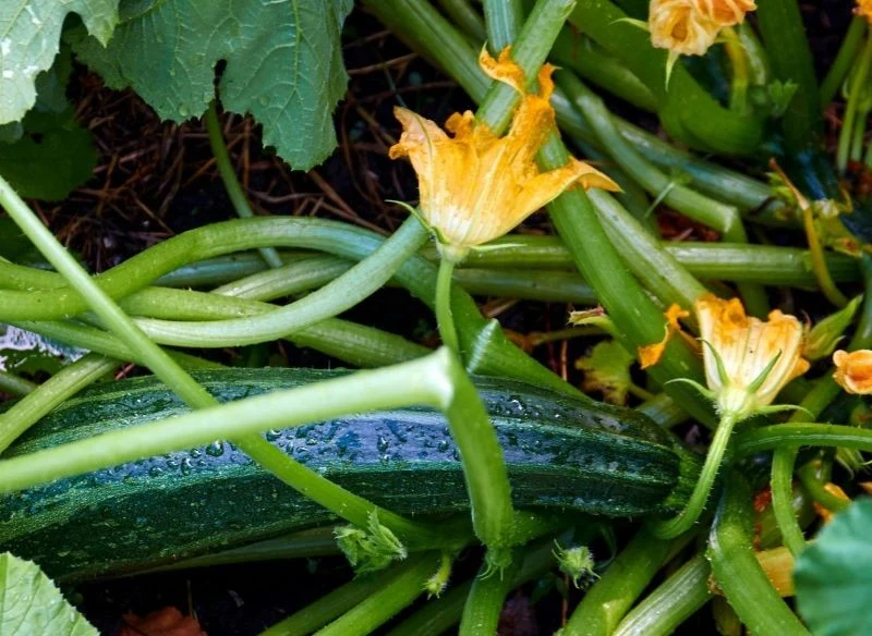 Zerwanie olbrzymich cukinii pozwala roślinie uruchomić na nowo procesy wzrostu i dojrzewania niewykształconych jeszcze w pełni owoców