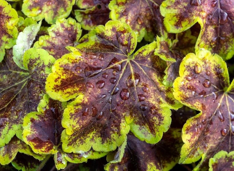 Dla żuraweczek warto wybrać cieniste stanowisko, aby ich liście były pięknie wybarwione