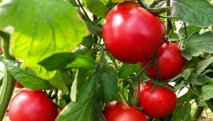 Do nawożenia pomidorów możemy wykorzystać granulowany obornik koński, który kupimy w sklepie ogrodniczym.